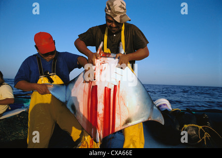 Gill Net Fisherman cale Manta Ray (Manta birostris) sulla scheda. Huatabampo, Messico, Golfo di California, Oceano Pacifico Foto Stock