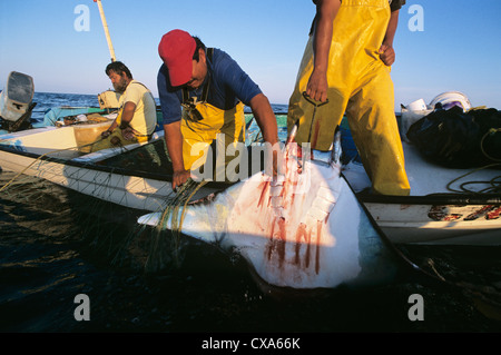 Gill net pescatori haul Manta Ray (Manta birostris) sulla scheda. Huatabampo, Messico, Mare di Cortez, Oceano Pacifico Foto Stock