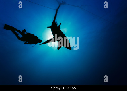 Sommozzatore osserva la trebbiatrice Shark (Alopias vulpinus) catturati in gill net. Huatabampo, Messico, Mare di Cortez, Oceano Pacifico Foto Stock