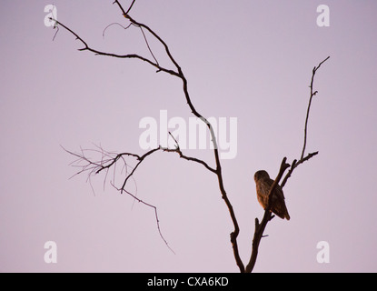 Barking Owl, Ninox conniven, in una struttura ad albero al tramonto, il Parco Nazionale Kakadu Foto Stock