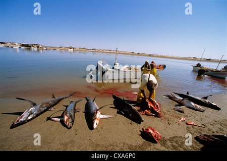 Gill net pescatori pulire la trebbiatrice squali (Alopias vulpinus) sulla riva. Huatabampo, Messico, Mare di Cortez, Oceano Pacifico Foto Stock