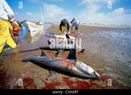 Gill net pescatori pulire la trebbiatrice squali (Alopias vulpinus) sulla riva. Huatabampo, Messico, Mare di Cortez, Oceano Pacifico Foto Stock