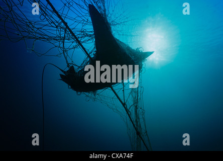 Manta Ray (Manta birostris) catturati in gill net. Huatabampo, Messico, Mare di Cortez, Oceano Pacifico Foto Stock