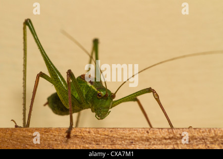 Voce maschile screziato Bush-cricket (Leptophyes punctatissima) seduto sul telaio della porta in casa, Cambridgeshire, Inghilterra Foto Stock