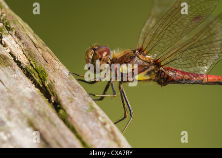 Maschio Darter comune (Sympetrum striolatum) arroccato su palo da recinzione, Cambridgeshire, Inghilterra Foto Stock