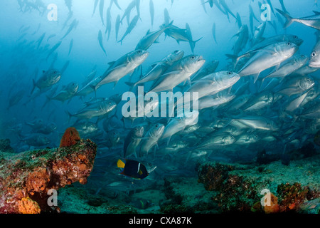 Una scuola di pesce jack a una sana barriera corallina a Cabo Pulmo National Marine Park in Messico. Foto Stock