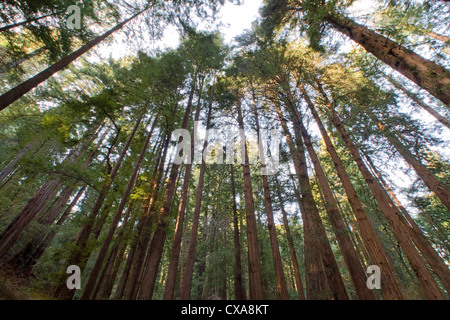 Torreggianti alberi di sequoia in California. Foto Stock