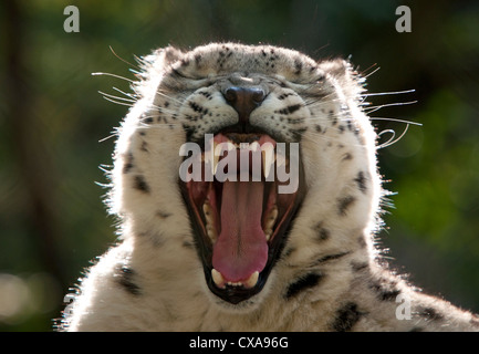 Snow Leopard sbadigli (close-up) Foto Stock