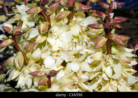 Un Mojave Yucca (Yucca schidigera) fioritura nell'Anza Borrego Desert in California. Foto Stock