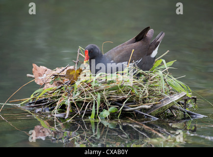 , Moorhen Gallinula chloropus sul nido. Regno Unito Foto Stock