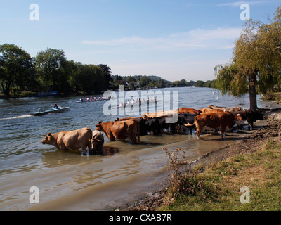 I canottieri lungo il fiume Tamigi Bourne End e Marlow Buckinghamshire Foto Stock