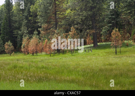 Alberi bruciati in un prato a seguito di un incendio di foresta in California. Foto Stock