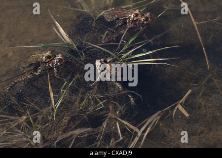 Rospi americano la deposizione delle uova Foto Stock