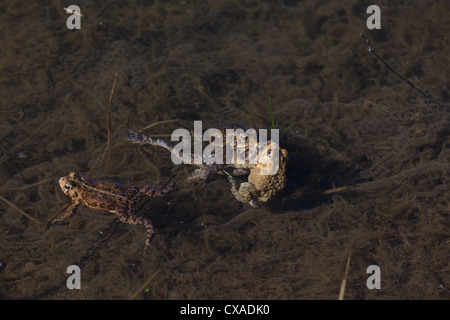 Rospi americano la deposizione delle uova Foto Stock