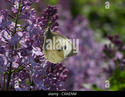 Cavolo bianco butterfly ubicazione sul lilla Foto Stock