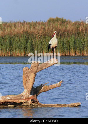 Cicogna tranquillamente in piedi su un tronco che è in acqua tra la vegetazione da tramonto Foto Stock