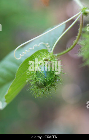 Passiflora Foetida . Puzzolente frutti di passiflora / involucro di seme. India Foto Stock