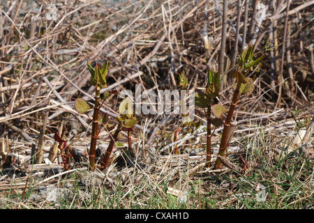 Nuova molla germogli di knotweed giapponese (Fallopia japonica). Introdotte specie invasive. Ceredigion, Galles. Marzo Foto Stock