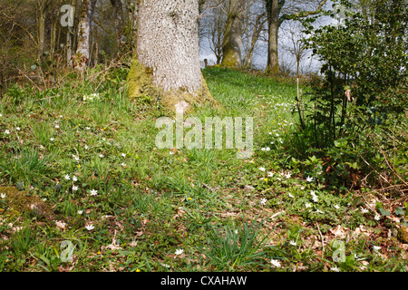 Anemoni di legno (Anemone nemorosa ,) fioritura nel bosco di latifoglie. Powys, Galles. Aprile. Foto Stock