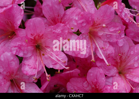 Azalea ibrido (Rhododendron sp.) rosa a fiore di cultivar di fioritura in un giardino. Powys, Galles. Maggio. Foto Stock