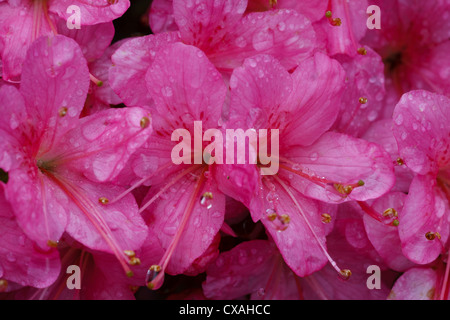 Azalea ibrido (Rhododendron sp.) rosa a fiore di cultivar di fioritura in un giardino. Powys, Galles. Maggio. Foto Stock