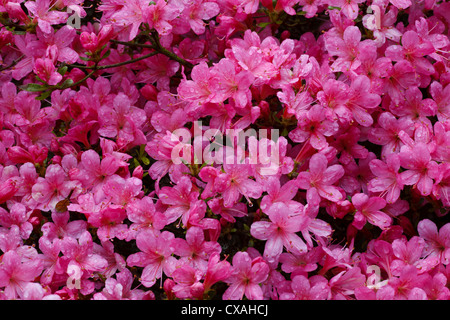 Azalea ibrido (Rhododendron sp.) rosa a fiore di cultivar di fioritura in un giardino. Powys, Galles. Maggio. Foto Stock