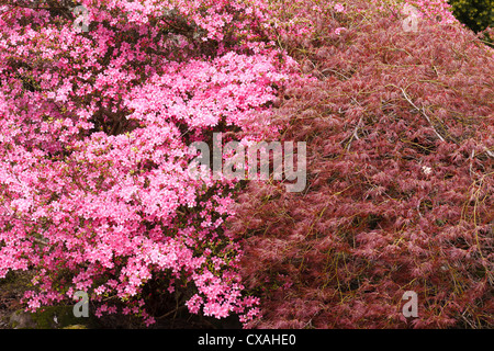 Acero giapponese (Acer japonicum) e una fioritura di Azalea ibrido (Rhododendron sp.). Powys, Galles. Foto Stock