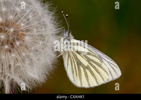 Verde-bianco venato butterfly (Sarcococca napi) poggiante su un orologio di tarassaco. Powys, Galles. Maggio Foto Stock