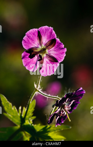 Fiore di Dusky Cranesbill (Geranio phaeum) in un giardino. Powys, Galles. Maggio. Foto Stock