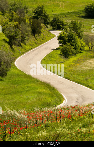 Papaveri alonside crescente una strada tortuosa in Toscana, Italia Foto Stock