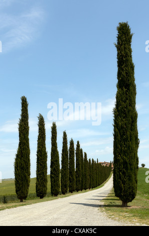 Filari di cipressi lungo una strada per una villa Toscana nei pressi di San Quirico d'Orcia Foto Stock