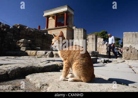 Knossos, feral cat dai resti del palazzo Foto Stock