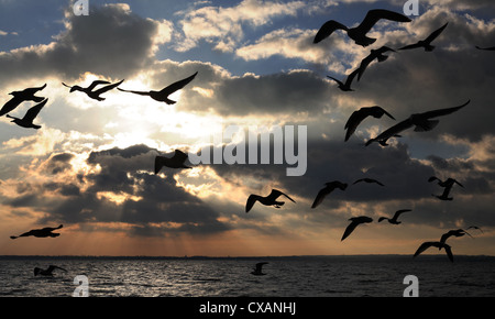 Wismar, gabbiani in volo all'alba Foto Stock