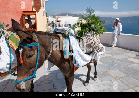 L'asino di nozze, Oia - Santorini, Grecia Foto Stock