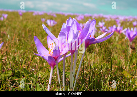 Dettaglio della wild fiori di montagna (Colchicum autumnale) nel campo Foto Stock