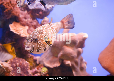 Ispido Puffer fish (Arothon hispidus) nel Mar Rosso in Eilat Israel Foto Stock