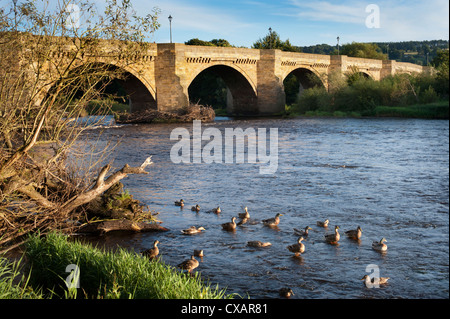 Il vecchio ponte sul fiume Tyne, Corbridge, Northumberland Foto Stock