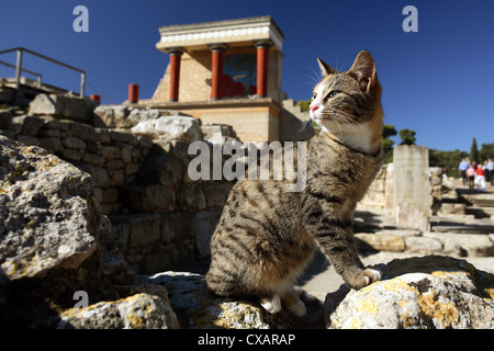 Knossos, feral cat dai resti del palazzo Foto Stock
