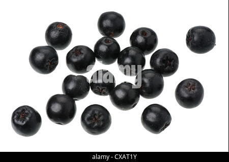 Bacche di Aronia su uno sfondo bianco, isolato Foto Stock