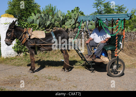 Uomo anziano a riposo in ombra su donkey tirato carrello. Foto Stock