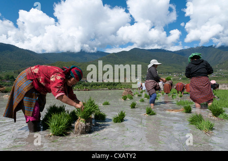 Gli agricoltori femmina trapiantare i germogli di riso nelle risaie, Paro Valley, Bhutan, Asia Foto Stock