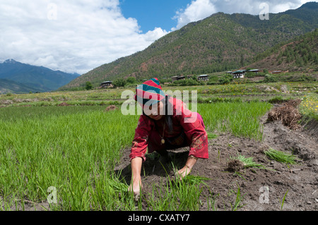 Gli agricoltori femmina trapiantare i germogli di riso nelle risaie, Paro Valley, Bhutan, Asia Foto Stock