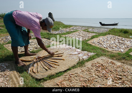 Fisherman diffusione delle catture nel sole per asciugare, delta di Irrawaddy, Myanmar (Birmania), Asia Foto Stock