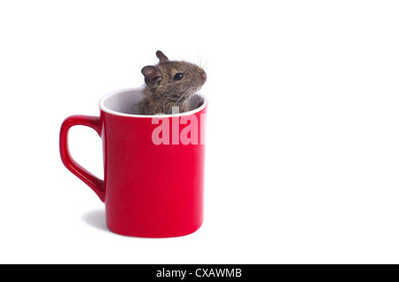 Macro di una tazza con degu all'interno isolato su bianco Foto Stock