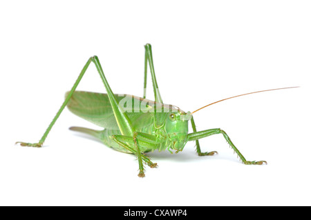 Grande Bush-Cricket verde (tettigonia viridissima) isolato su sfondo bianco Foto Stock