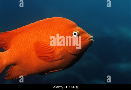 Garibaldi, Hypsypops rubicundus, noto anche come il garibaldi Castagnole. Foto Stock