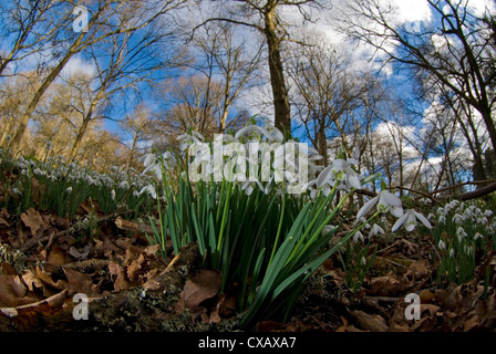 Bucaneve, Galanthus nivalis, fioritura in betulla e il bosco di querce vicino a Perth, Perth and Kinross, altopiani, Scozia. Foto Stock