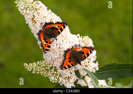 Due belle piccole farfalle di tartaruga su bianco fioritura Buddleja fiore in un giardino di Cheshire England Regno Unito Foto Stock