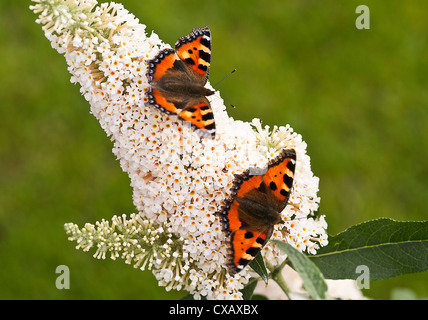 Due belle piccole farfalle di tartaruga su bianco fioritura Buddleja fiore in un giardino di Cheshire England Regno Unito Foto Stock