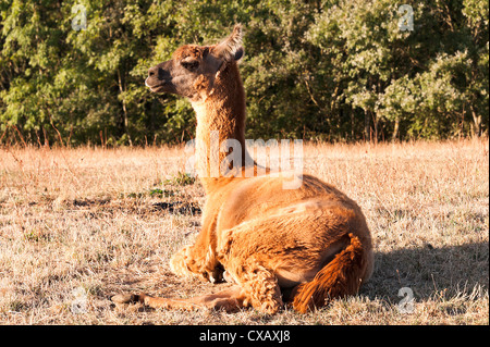 Primo piano di un marrone addomesticati Llama seduto in un campo nella frazione di Laval Aveyron Midi-Pirenei Francia Foto Stock